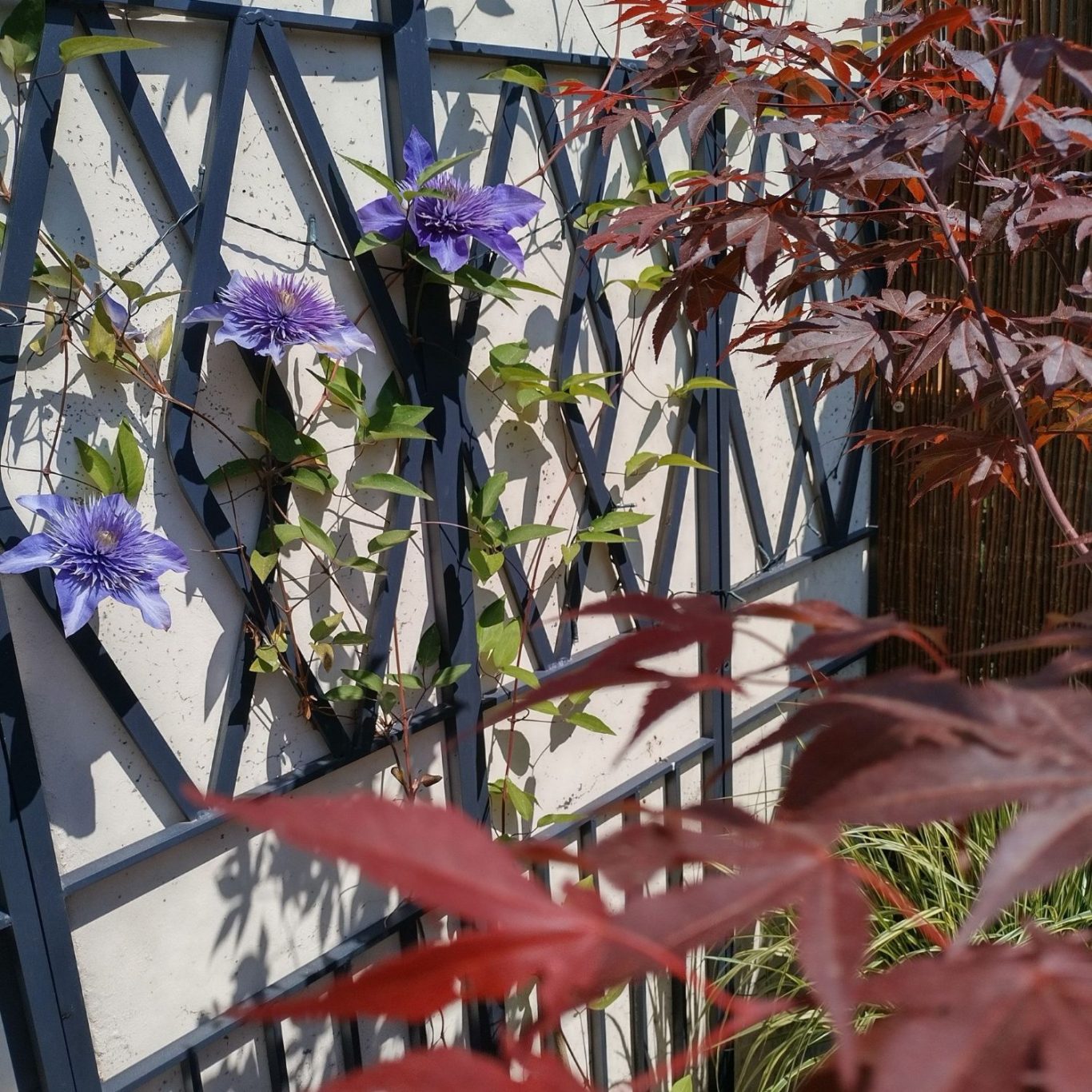 Lila Anemoneblüte mit dunklem Zentrum, umgeben von grünen Blättern.