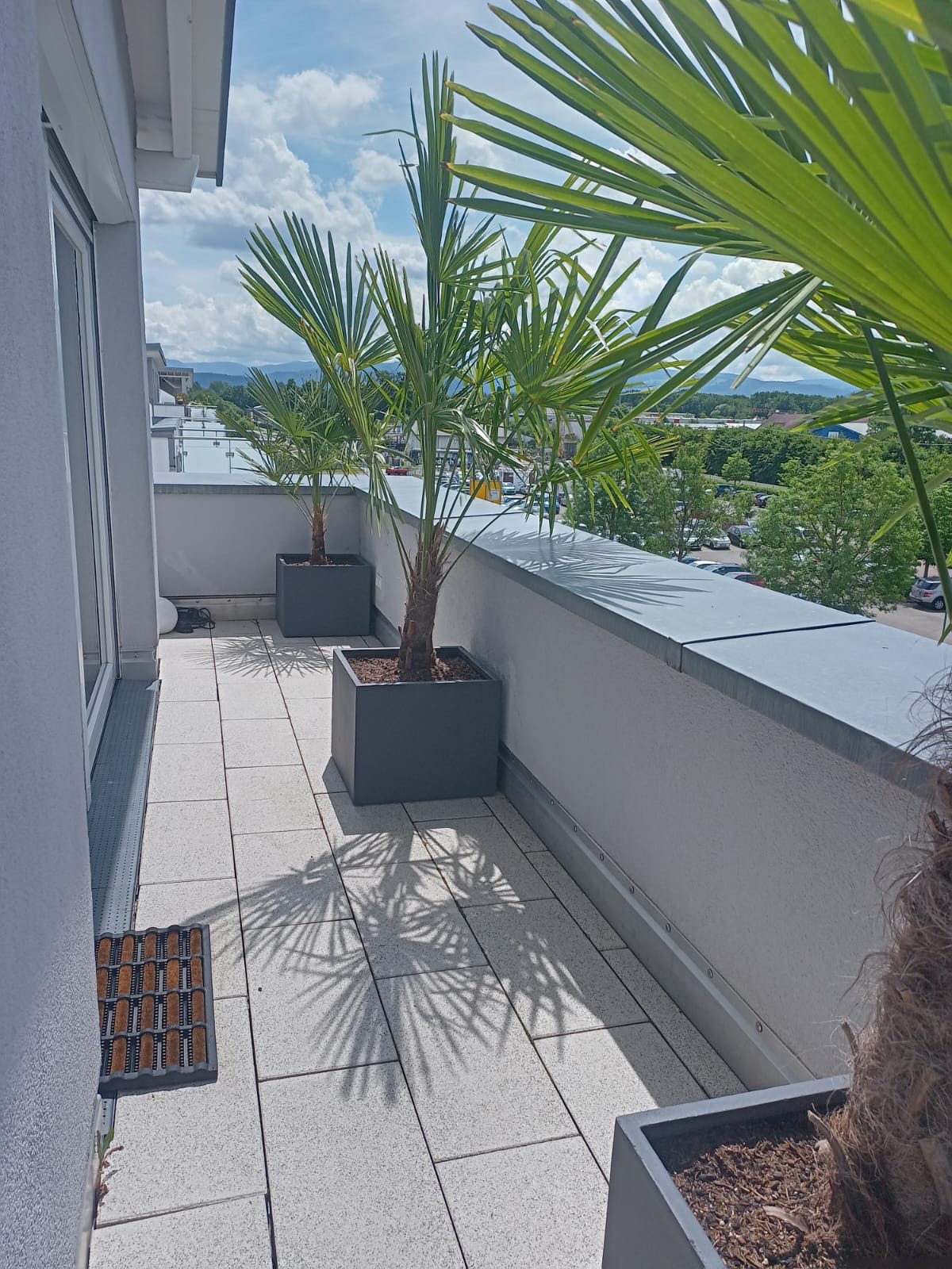 Dachterrasse mit Palmen und Blick über Freiburg